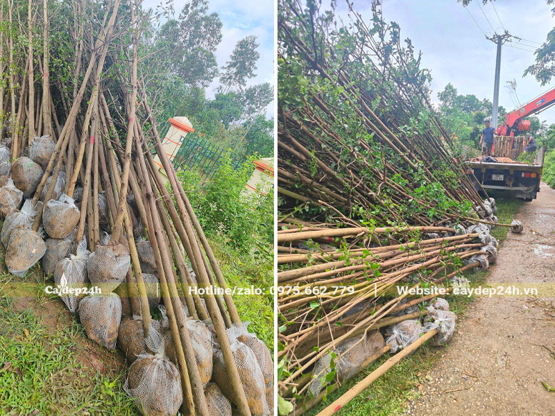 Tập kết cây công trình trồng cho Công ty Cổ phần Vinhomes