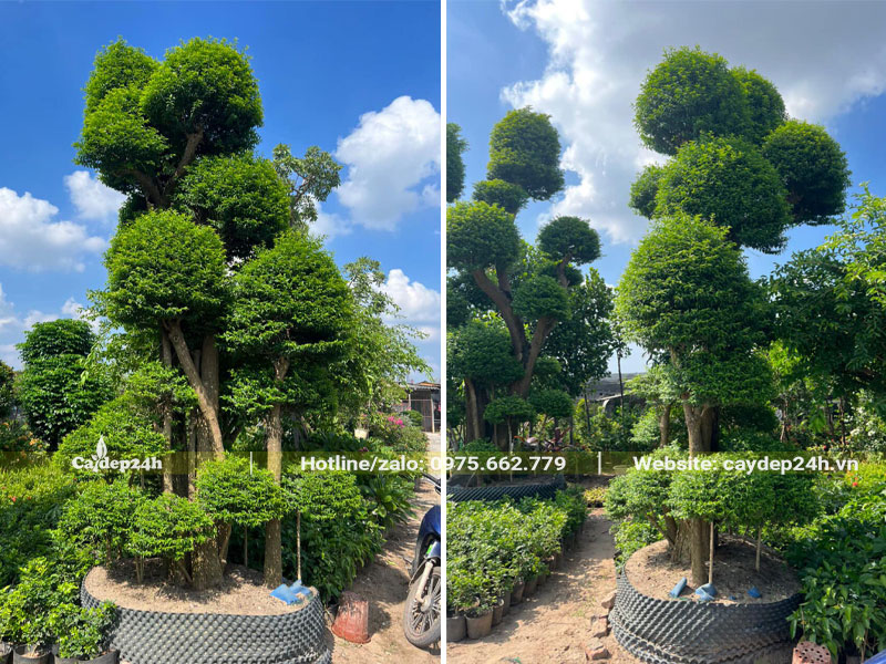 Cây Mai Chiếu Thủy cổ thụ cao hơn 3m, dưỡng ủ nhiều năm