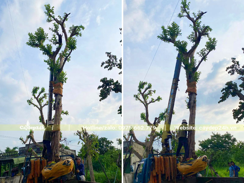 Dùng cần cẩu nâng cây Ổi cổ thụ lên xe