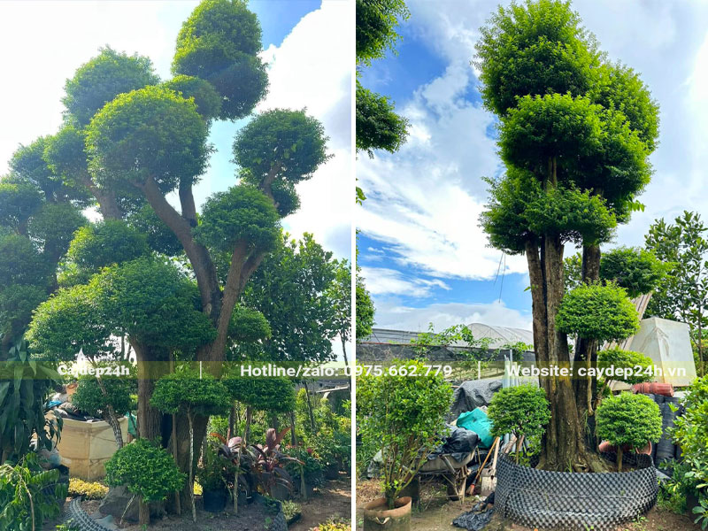 Những cây Mai Chiếu Thủy cao hơn 4m, kích thước siêu khủng