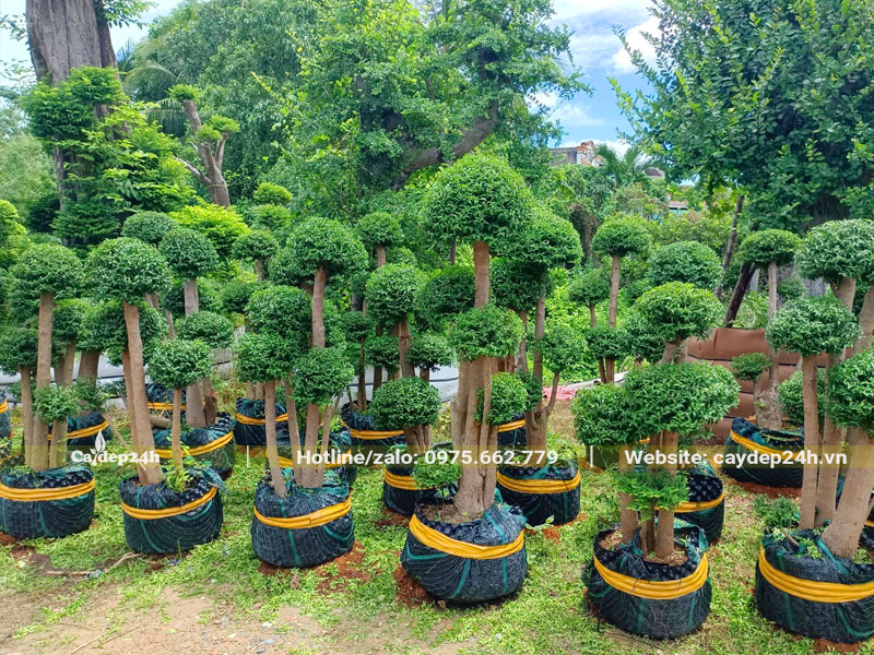 Hàng chục cây mai chiếu htuyr 3 - 5 thân cao hơn 1m