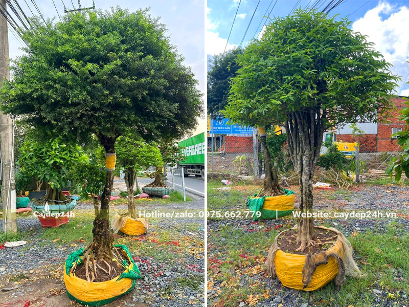 Cây Mai Chiếu Thủy thân tree lá kim và lá trung