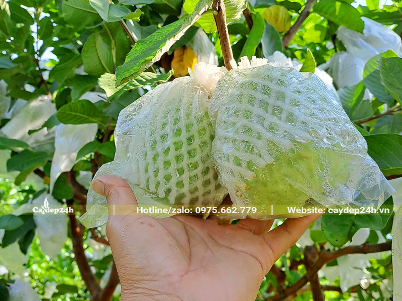 Quả ổi được bọc bằng túi xốp và nilon