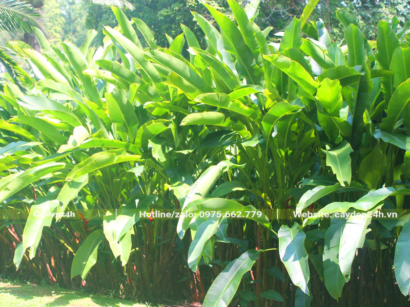 Hàng cây chuối tràng pháo lâu năm cao gần 2m