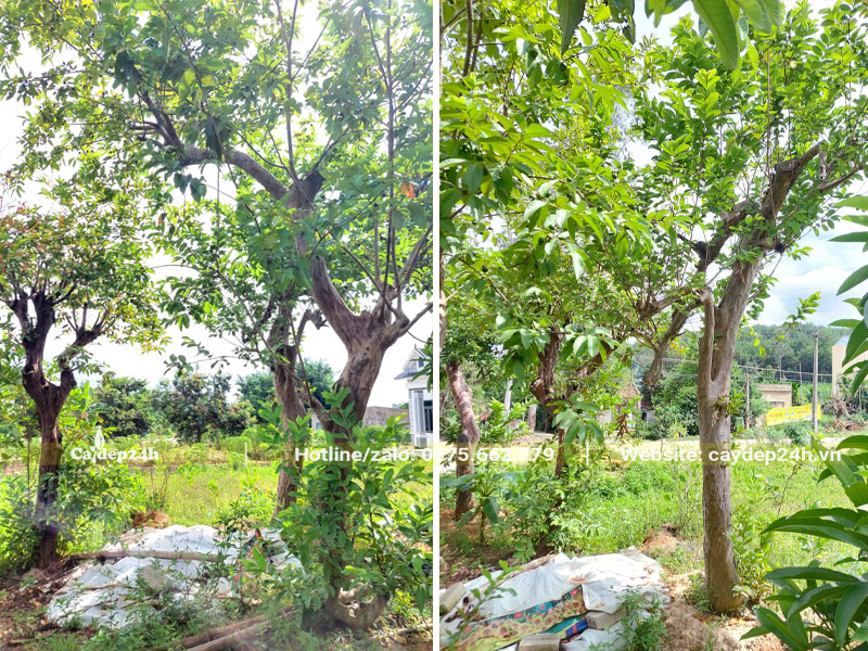 Những cây ổi cổ thụ vanh 40 - 50