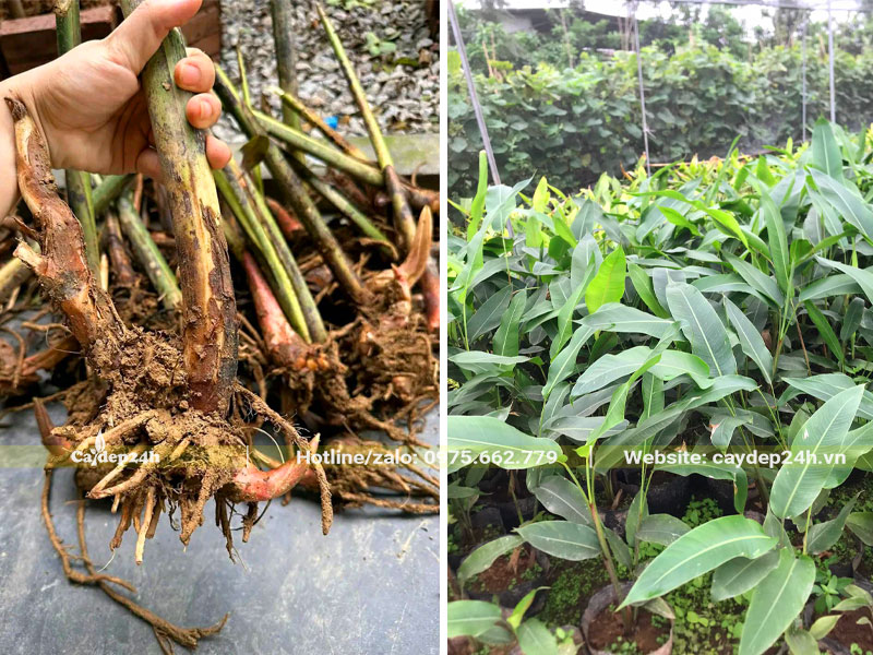 Nhân giống cây Chuối Tràng Pháo bằng cách tách bụi