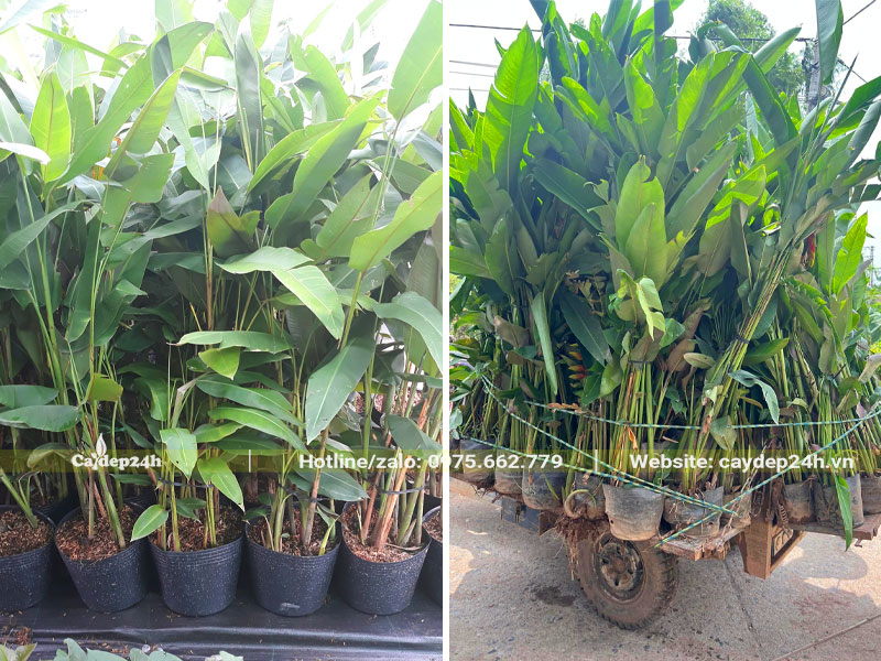 Vận chuyển lô cây cảnh chuối tràng pháo chiều cao 1 - 1.5m