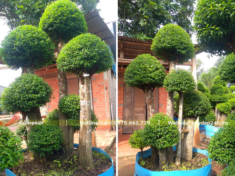 Trồng bụi cây cảnh mai chiếu thủy trước nhà