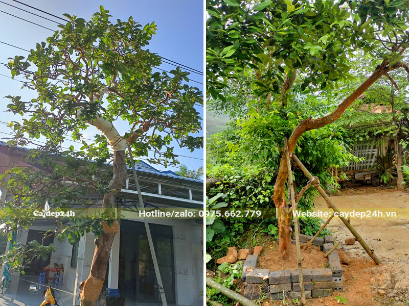 Trồng và chống cọc cho những cây Ổi cổ thụ