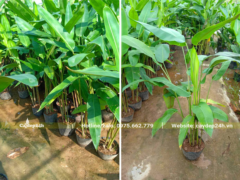 Cây giống Chuối Tràng Pháo cao 50 - 60cm