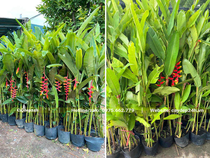 Vườn cây Chuối Tràng Pháo trưởng thành cao hơn 1m
