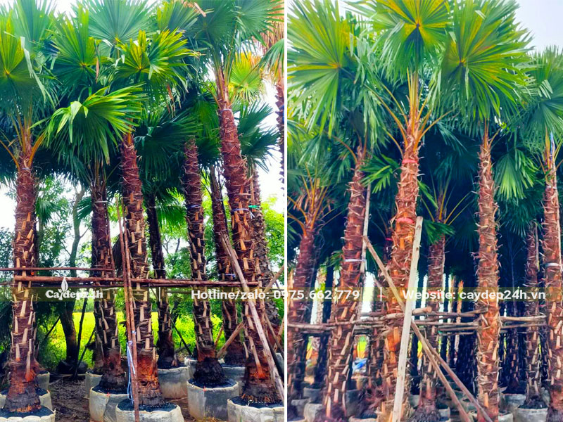 Hàng chục cây Kè Đỏ cao 7 - 8m chưa bóc bẹ