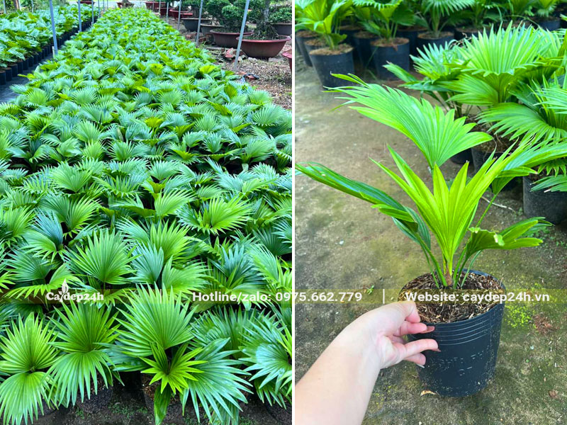 Vườn cây giống Kè Đỏ nguyên bầu