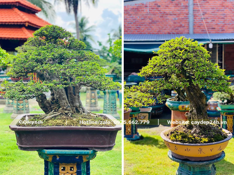 Những chậu cây mai chiếu thủy bonsai đẹp và giá trị
