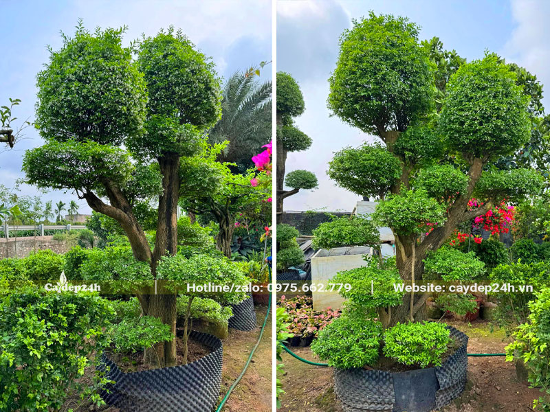 Cây hoa Mai Chiếu Thủy cảnh dáng trực tán tầng siêu đẹp