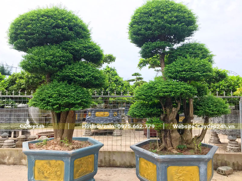 Hai chậu cây Mai Chiếu Thủy đẹp cao hơn 2m