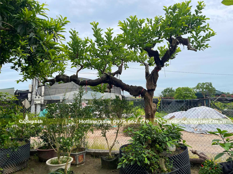 Cây ổi cổ thụ bonsai đẹp