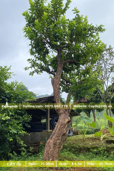 Cây Ổi cổ thụ dáng đẹp, vanh khoảng 80 - 90