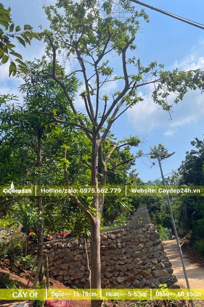 Cây Ổi bứng thẳng đường kính gốc từ 15cm