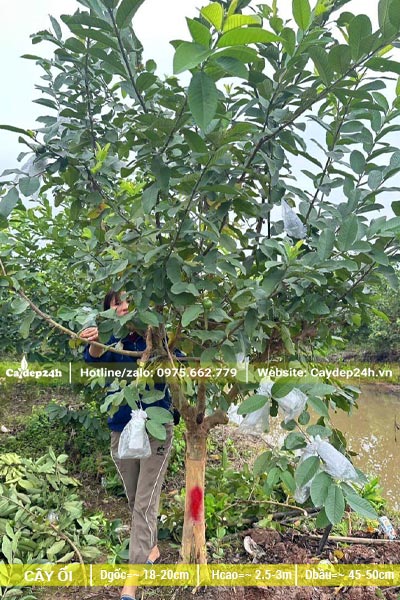 Bứng nóng cây ổi công trình đường kính gốc 18cm