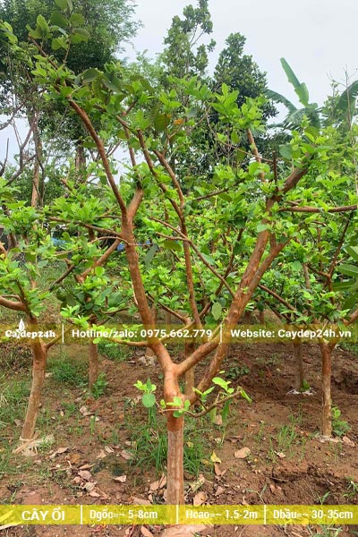 Vườn dâm ủ số lượng lớn cây ổi trưởng thành đường kính gốc 8cm