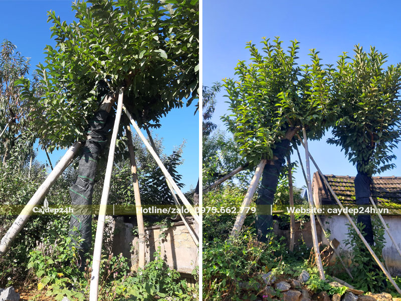 Những cây Ổi cổ thụ công trình cao 3m, vanh 50 - 60cm