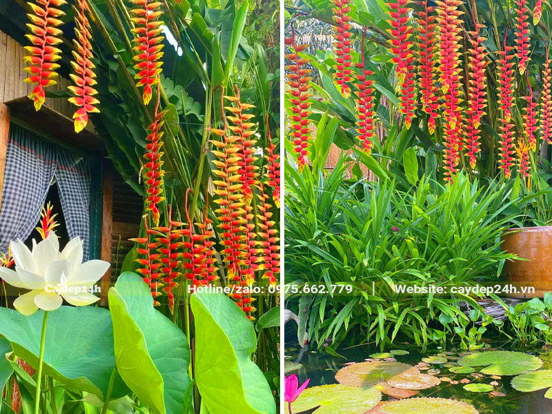 Bụi cây chuối pháo lâu năm cao 3m, hoa nở nhiều và rực rỡ