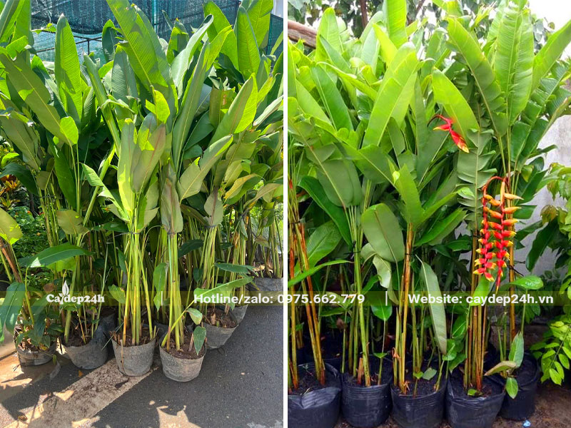 Hàng chục cây Chuối Tràng Pháo trưởng thành cao hơn 1m