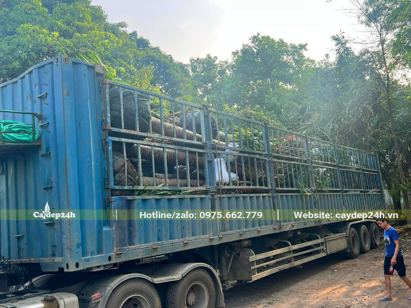 Hàng chục cây Kè Đỏ công trình xếp trên thùng xe đầu kéo