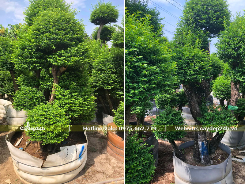 Những cây Mai Chiếu Thủy lâu năm dưỡng trong bầu nổi, dáng tùng bonsai siêu đẹp