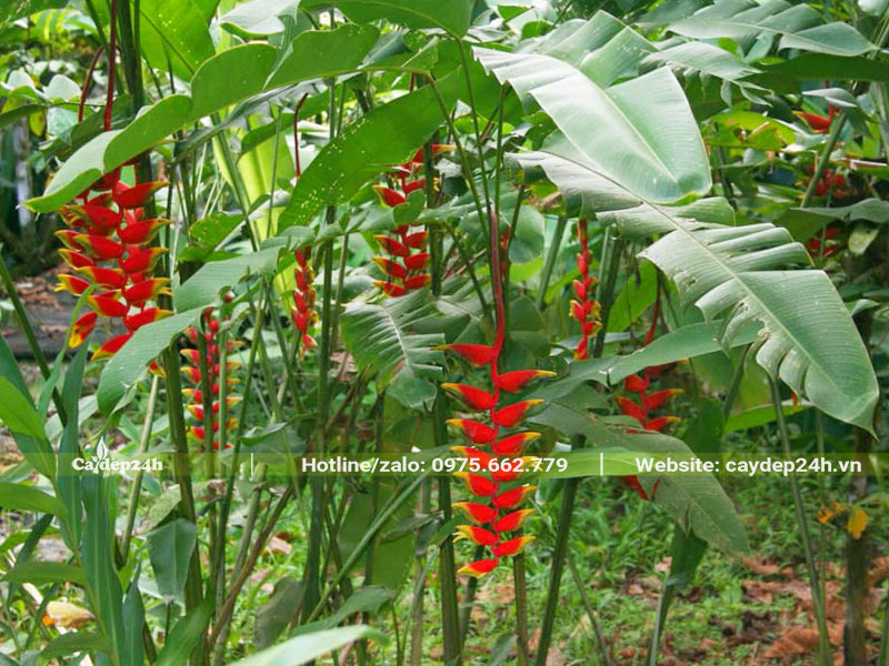 Cây hoa công trình màu đỏ tươi rực rỡ