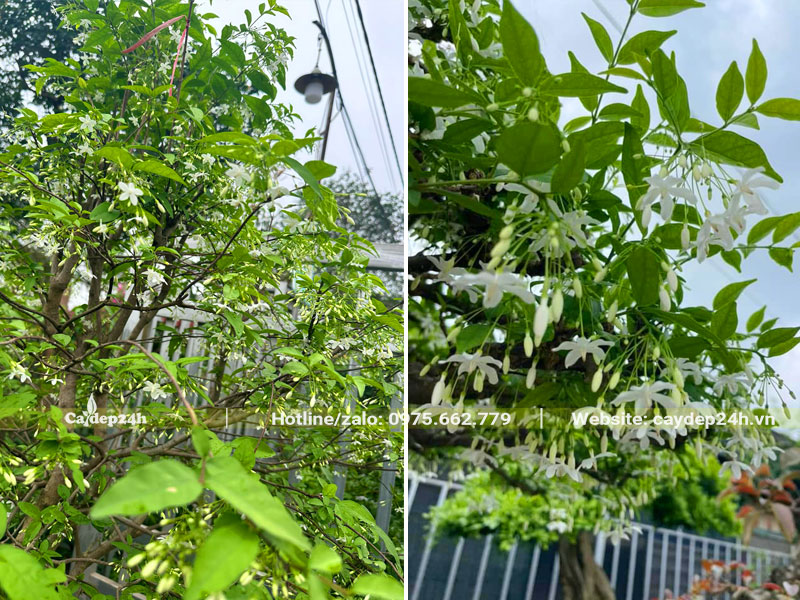 Những chùm hoa mai chiết thủy trắng mọc hướng xuống đất