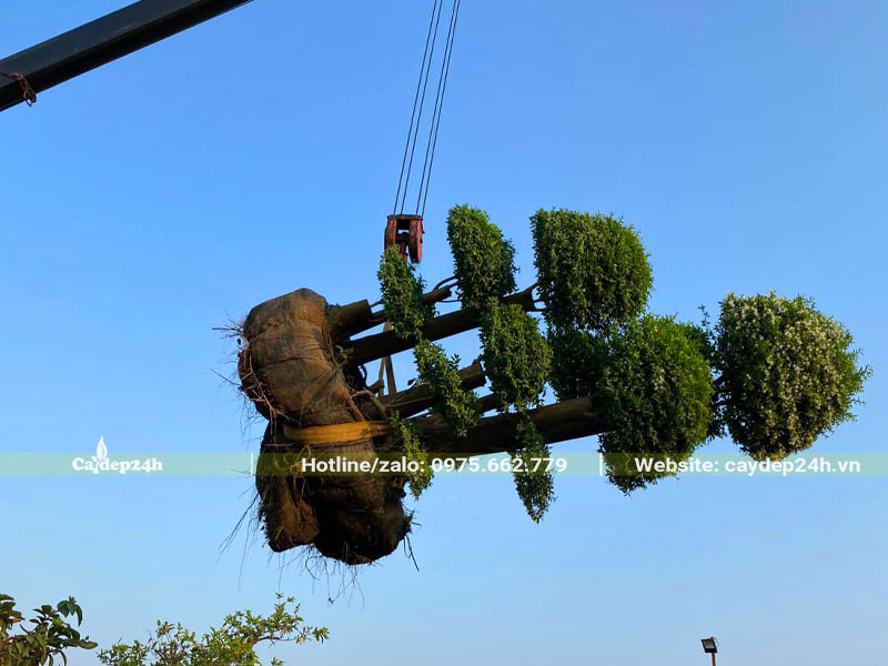 Cần cẩu đang di chuyển cây Mai Chiếu Thủy công trình vào hố trồng