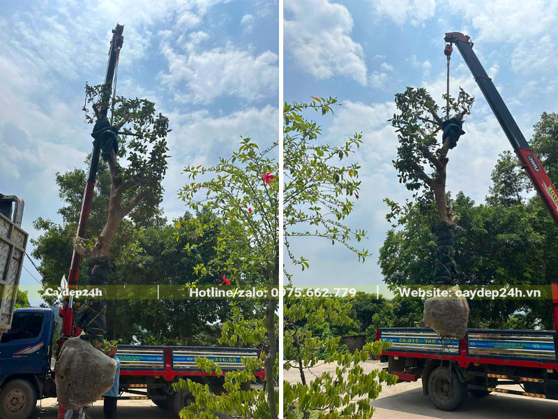 Cần cẩu đang nâng một cây ổi cổ thụ vào hố trồng
