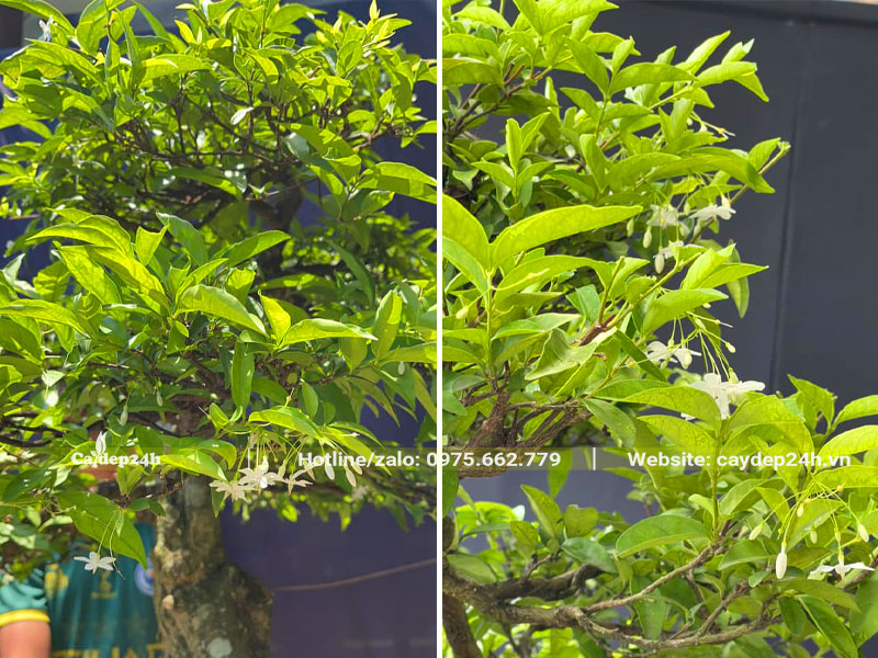 Hình dáng lá của cây Mai Chiếu Thủy bonsai