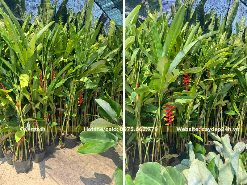 Vườn dưỡng số lượng lớn cây Chuối Tràng Pháo cao gần 2m