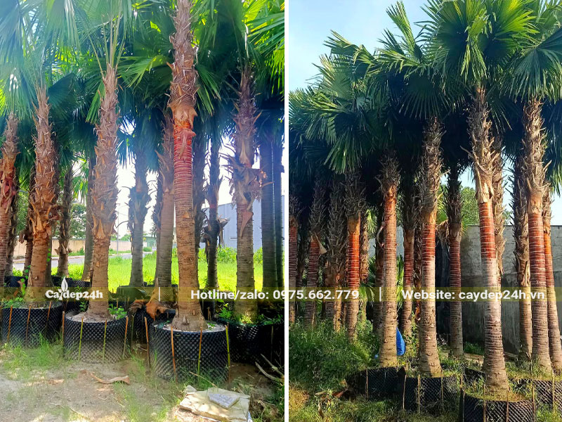Cây Kè Đỏ dâm ủ trong bầu nổi chiều cao lóng hơn 2m