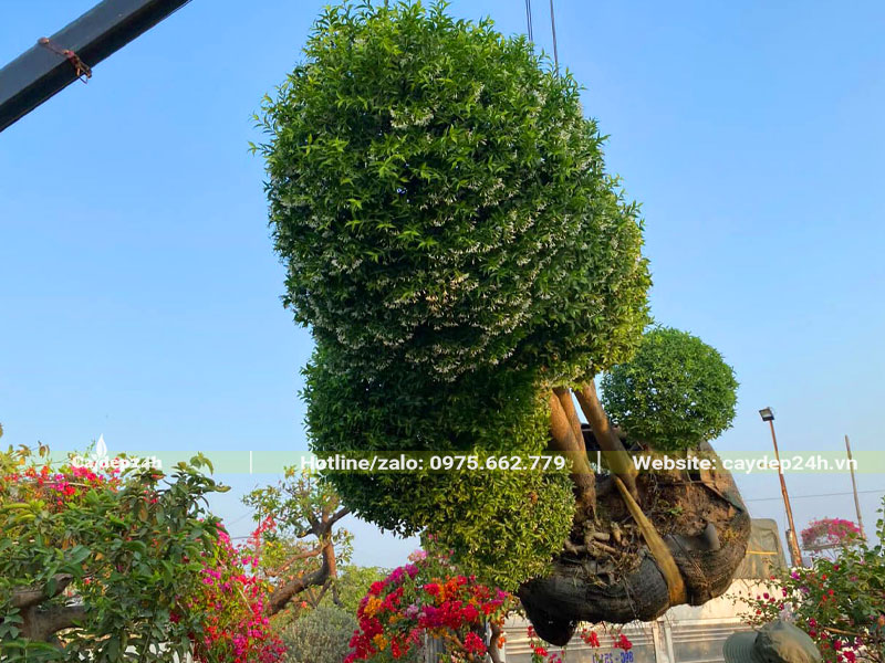 Sử dụng cần cẩu nhấc cây Mai Chiếu Thủy cổ thụ lên xe