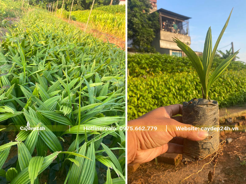 Cây giống Kè Đỏ cao khoảng 10cm được nhân giống từ hạt