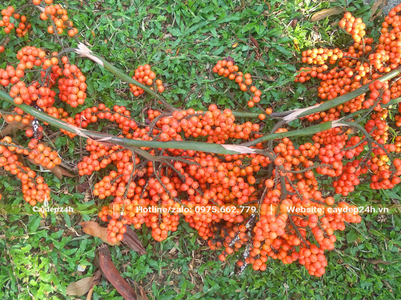 Buồng quả cây Kè Đỏ màu cam nổi bật