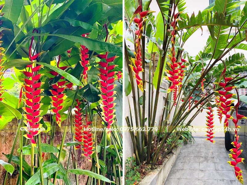 Trang trí sân vườn bằng cây hoa Chuối Tràng Pháo