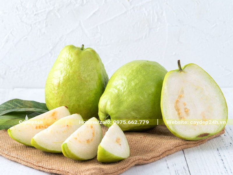 Quả ổi lõi trắng