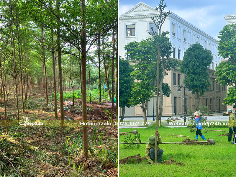 Bán và trồng cây trọn gói cho Công ty Cổ phần Vinhomes