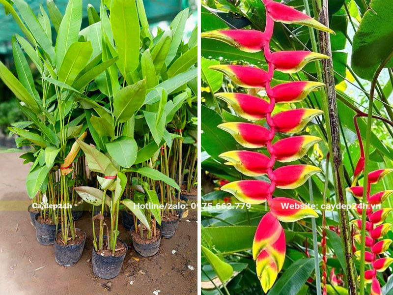 Thi công trồng cây hoa Chuối Tràng Pháo