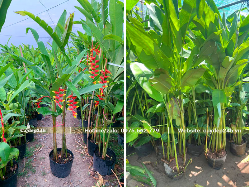 Đường kính bầu cây khoảng 20cm, đào hố kích thước 40x40cm là hợp lý