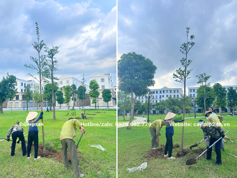 Trồng cây Bàng Đài Loan cho khuôn viên Công Ty Cổ Phần Vinhomes