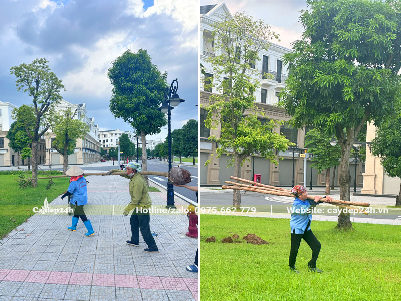 Di chuyển và trồng cây cho Công ty cổ phần Vinhomes