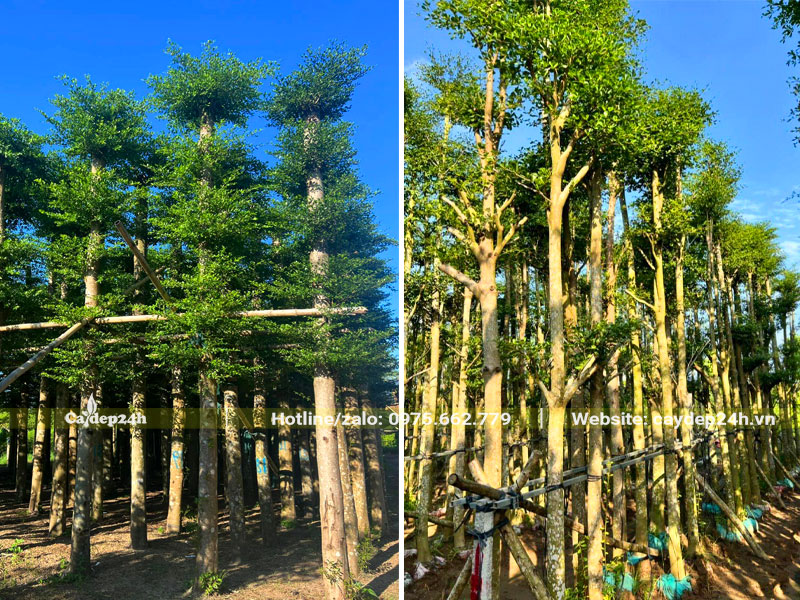 Vườn dâm ủ số lượng lớn cây Bàng Đài Loan kích thước lớn