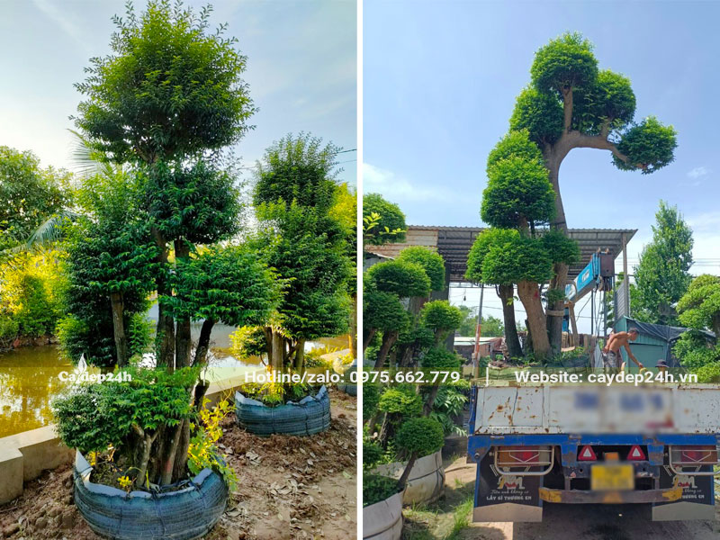 Mai Chấn Thủy cao hơn 2m được nhấc lên xe
