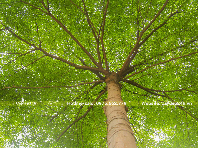 Tán lá của cây Bàng Đài Loan